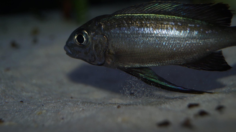 Cyathopharynx sp. 'neon streak' Kanoni